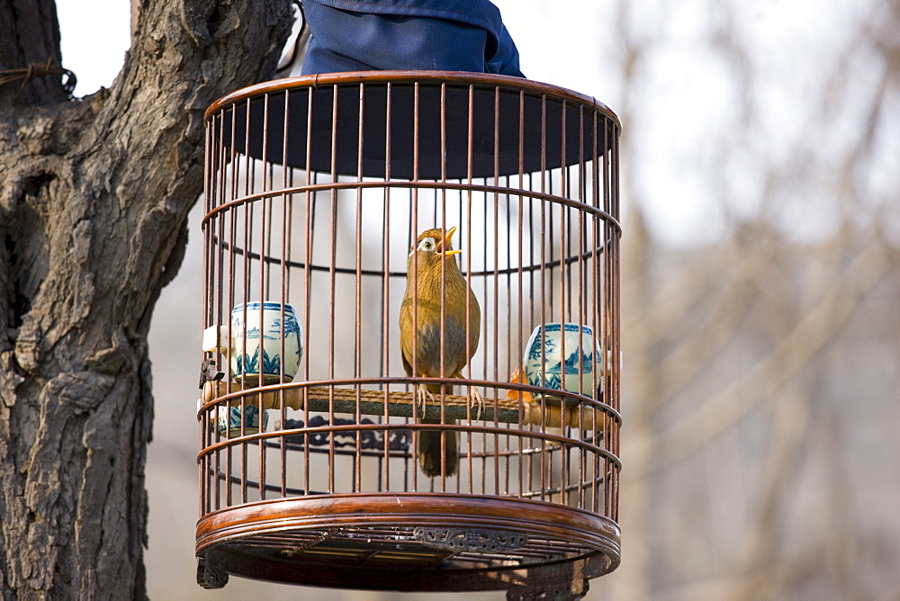 Laughing Thrush hanging in a cage in a park, central Xian, China