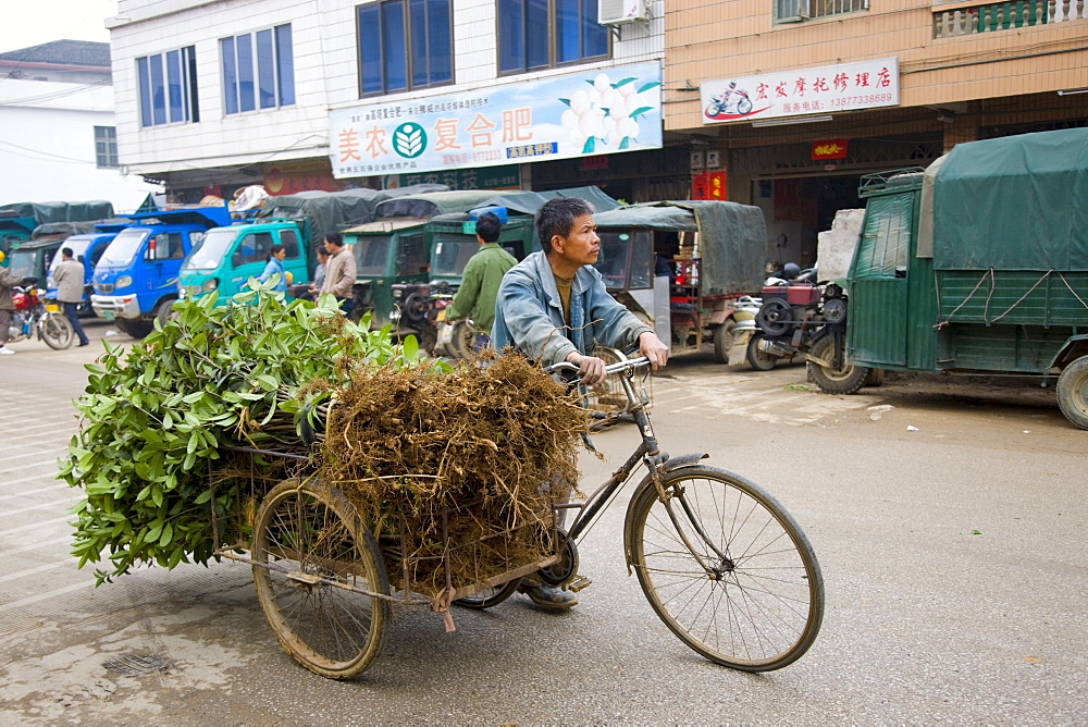 Man transporting young Osmanthus trees by tricycle for traditional tree planting day in Baisha, near Guilin, China