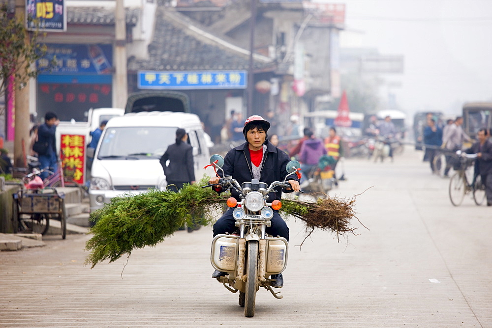 Man transporting Cypress trees by moped for traditional tree planting day in Baisha, near Guilin, China