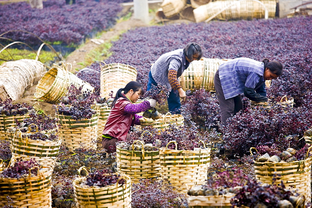 Women working in plant nursery in market town of Baisha near Guilin, China