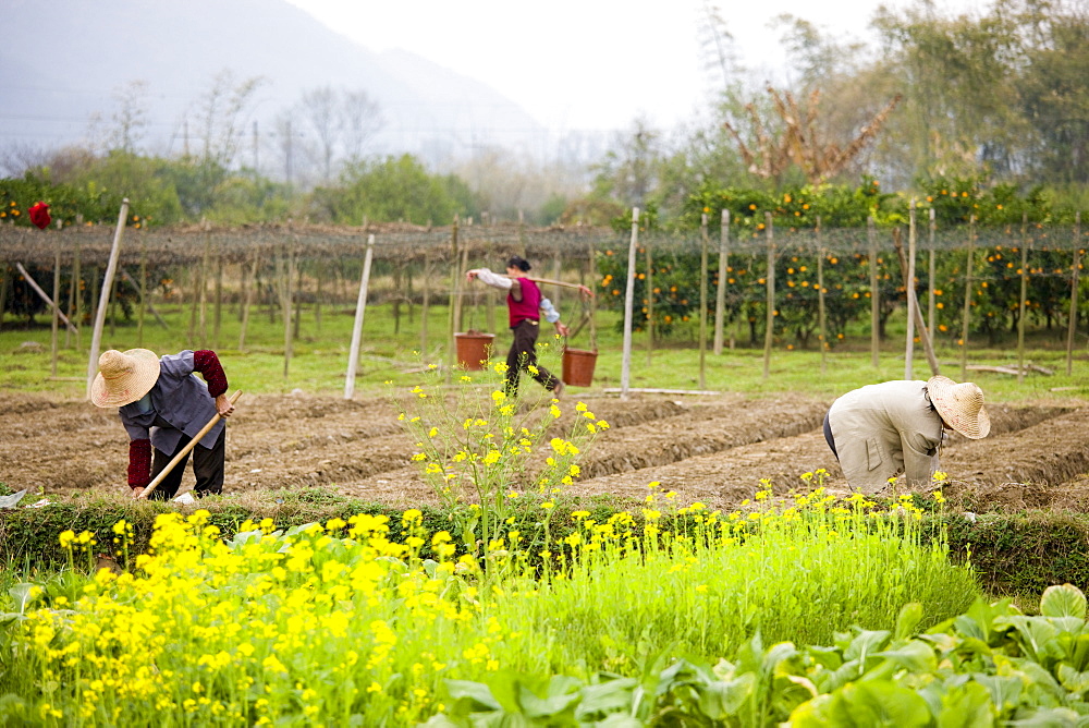 Women working at a tree plantation at Zhong Yong near Guilin, China