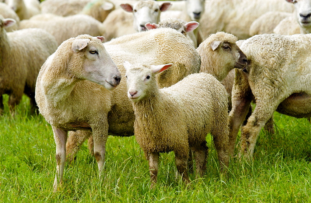 Flock of sheep on a farm  near Waiuku on North Island  in New Zealand