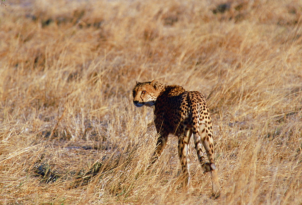 Cheetah  in Moremi National Park , Botswana