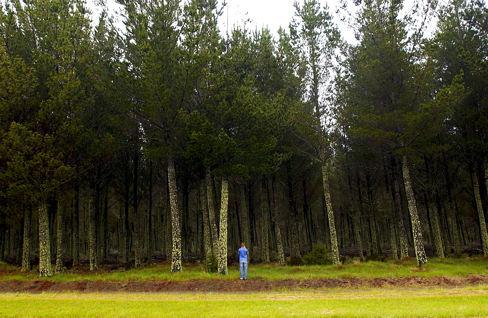 Tourist photographing moss and lichens on tree, North Island, New Zealand