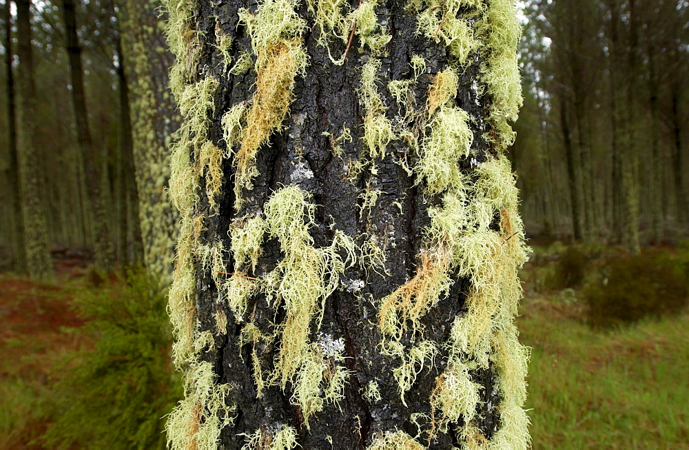 Moss and lichens on tree, North Island, New Zealand