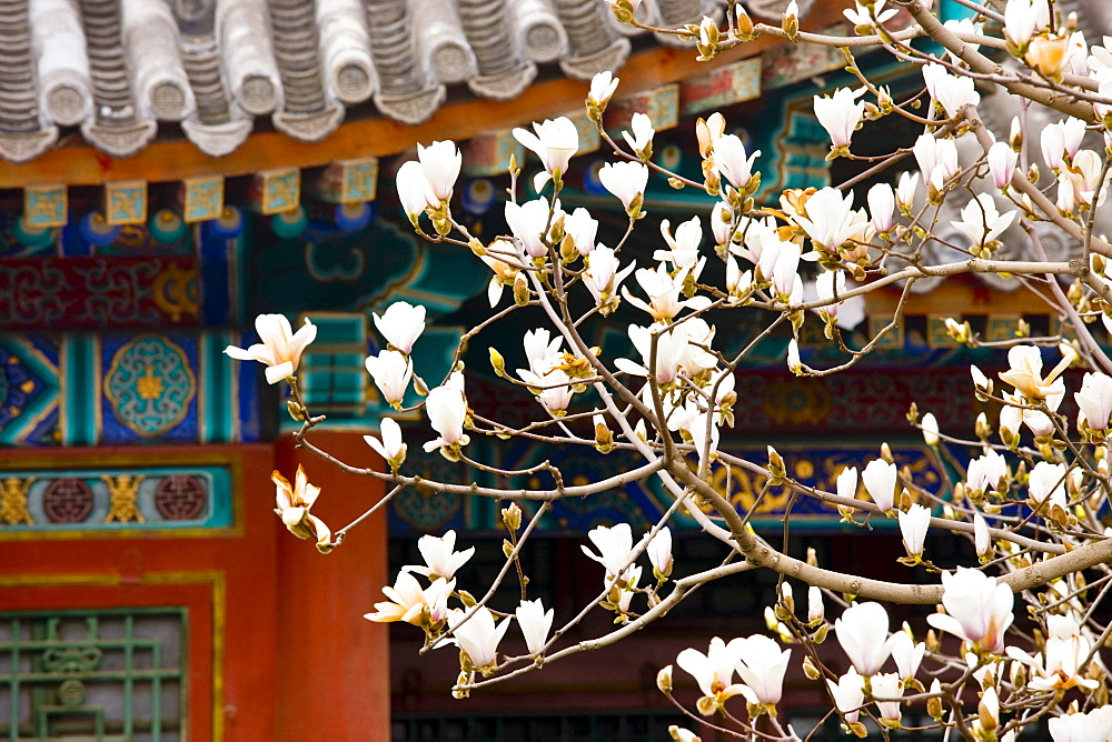 Magnolia tree at The Summer Palace, Beijing, China