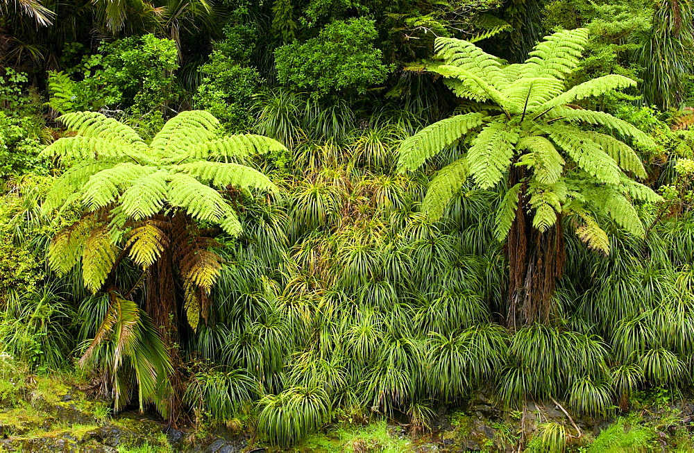 Ferns, North Island, New Zealand