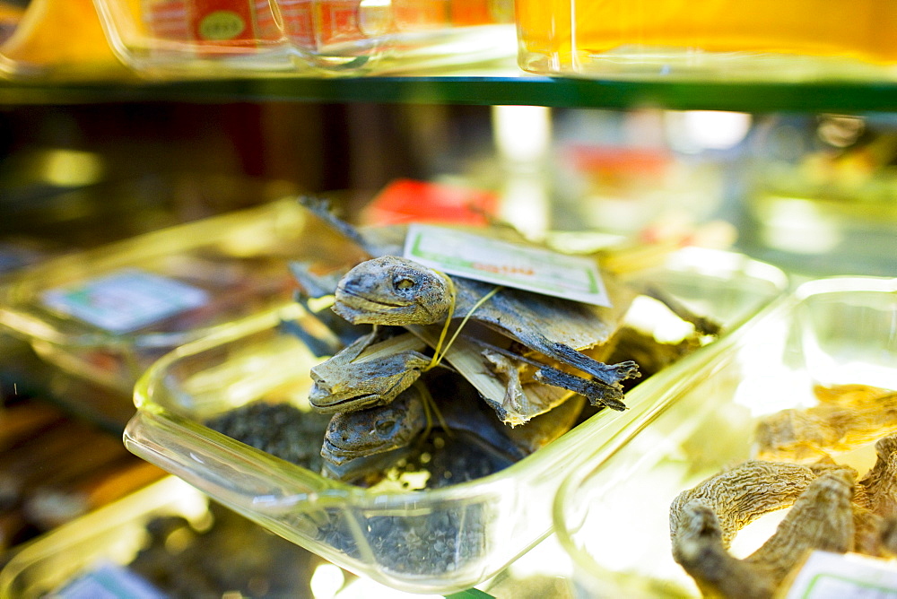 Dried lizards sold in a traditional Chinese medicine shop in Wangfujing Street, Beijing, China