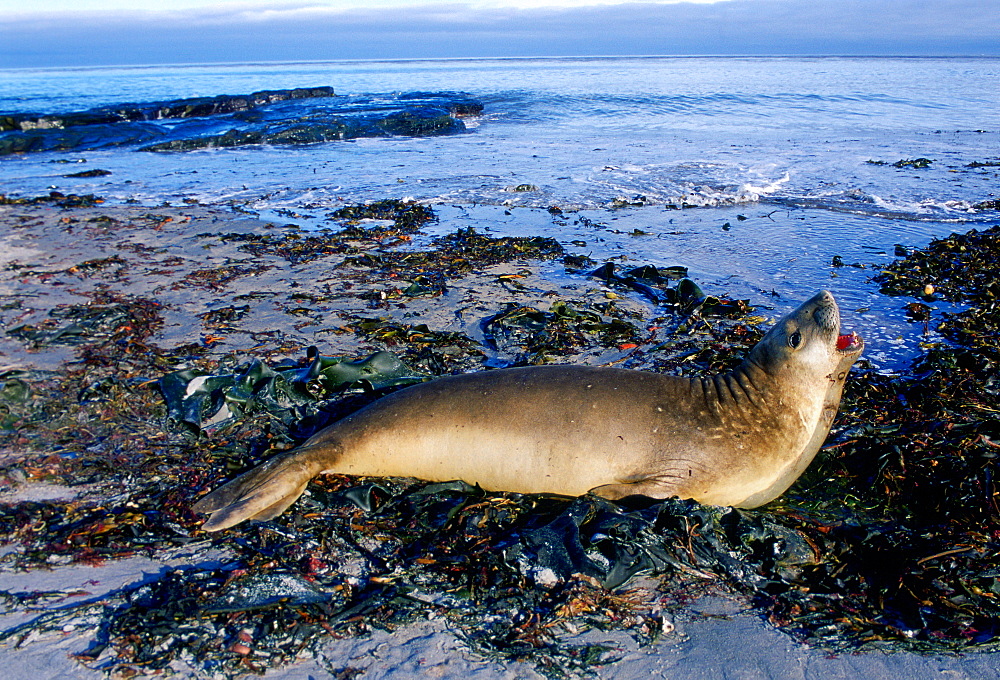 A young Southern Elephant Seal (Mirounga leonina) lying open-mouthed amongst the seaweed on the shores of Sea Lion Island, Falkland Islands, South Atlantic.