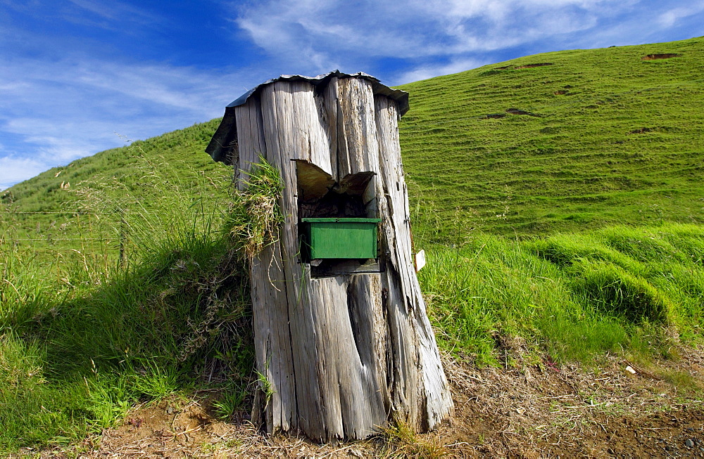 Mailbox set into tree trunk, North Island, New Zealand