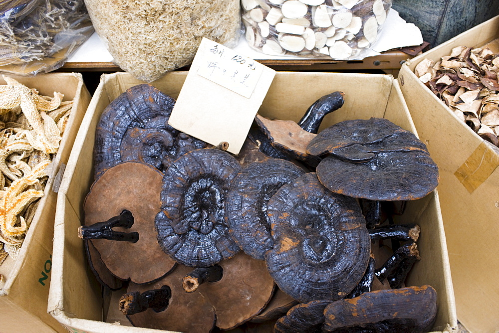 Dried fungi in shop in Wing Lok Street, Sheung Wan, Hong Kong, China