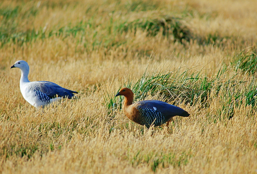 A pair of  Upland Geese on Sea Lion Island  in the Falkland Islands, South Atlantic (The female goose has a ruddy heads, the male has a white head).