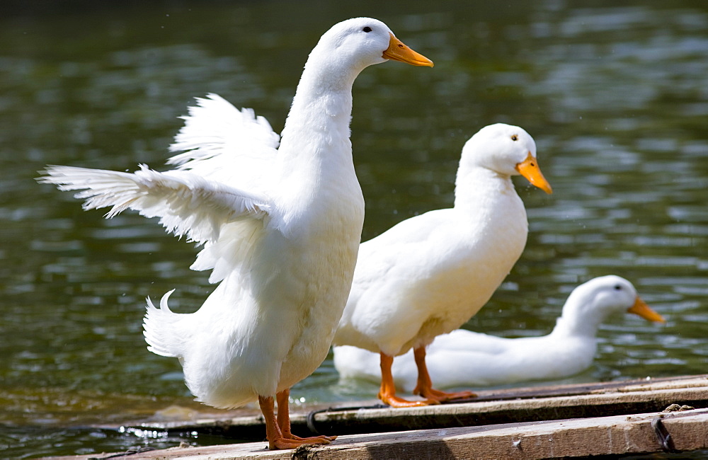 Peking ducks in Beijing, China. Peking duck is a speciality food that is world famous.