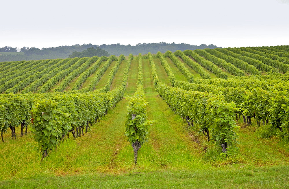 A vinyard in France