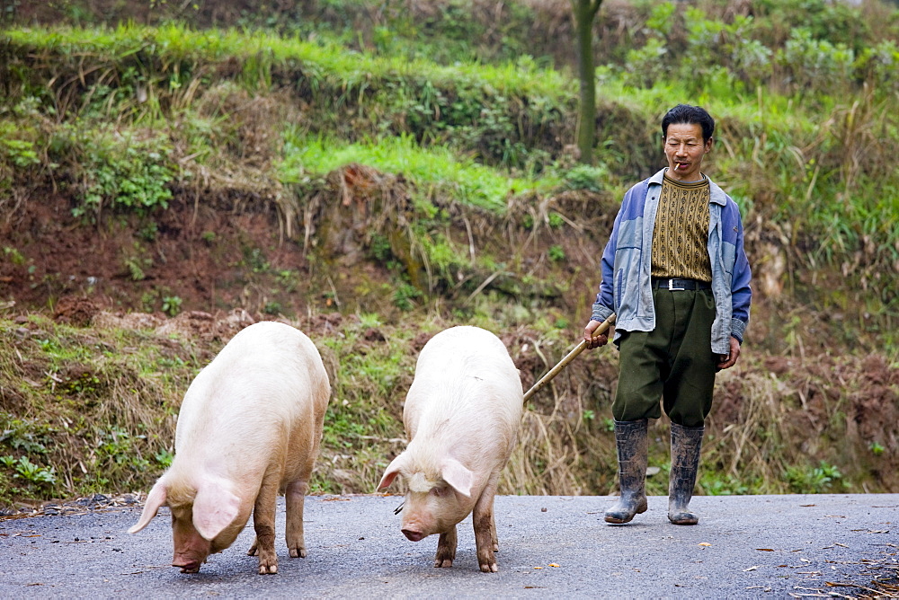 Farmer leads pigs to market near Chongqing, China