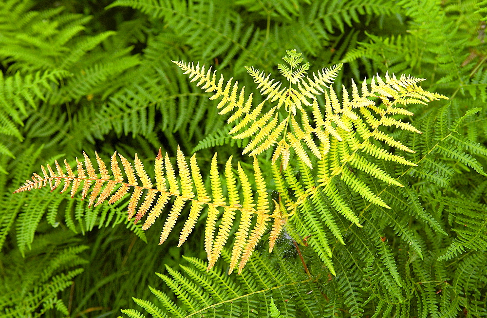 A fern growing wild in France