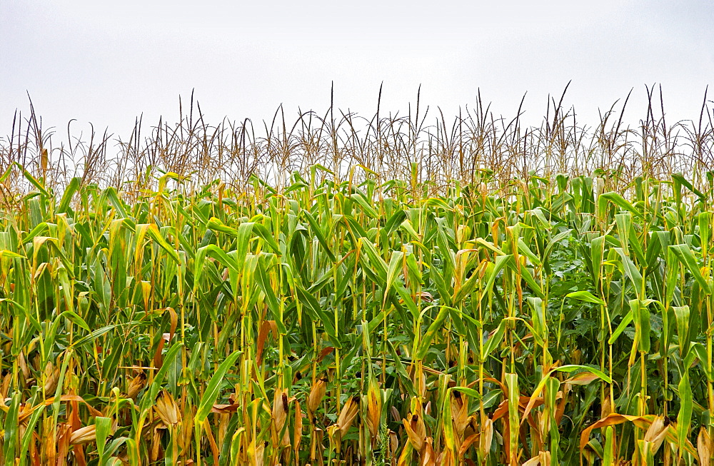 A  field of maize plants in France