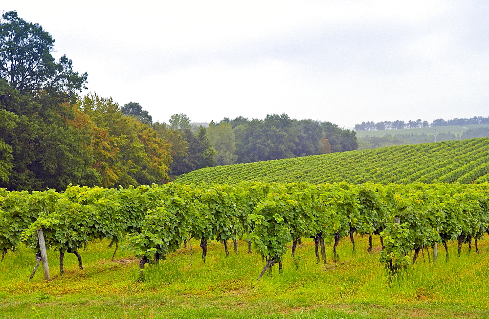 A vinyard in France