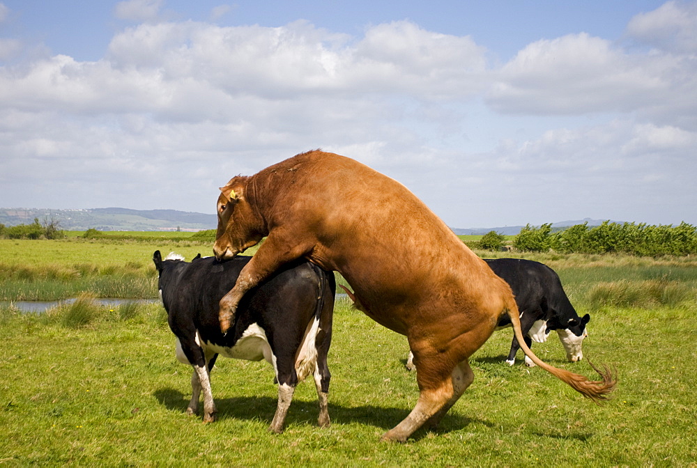 Brown Herefordshire bull and fresian cow in mating process in meadow in Gloucestershire