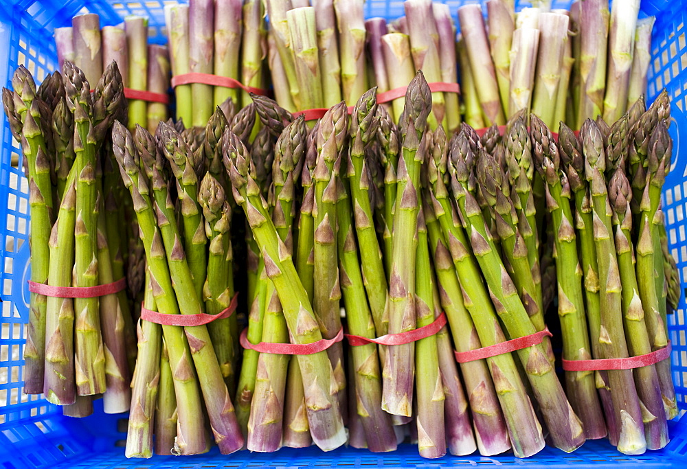 Bunches of freshly picked asparagus at Revills Farm in the Vale of Evesham, Worcestershire, UK