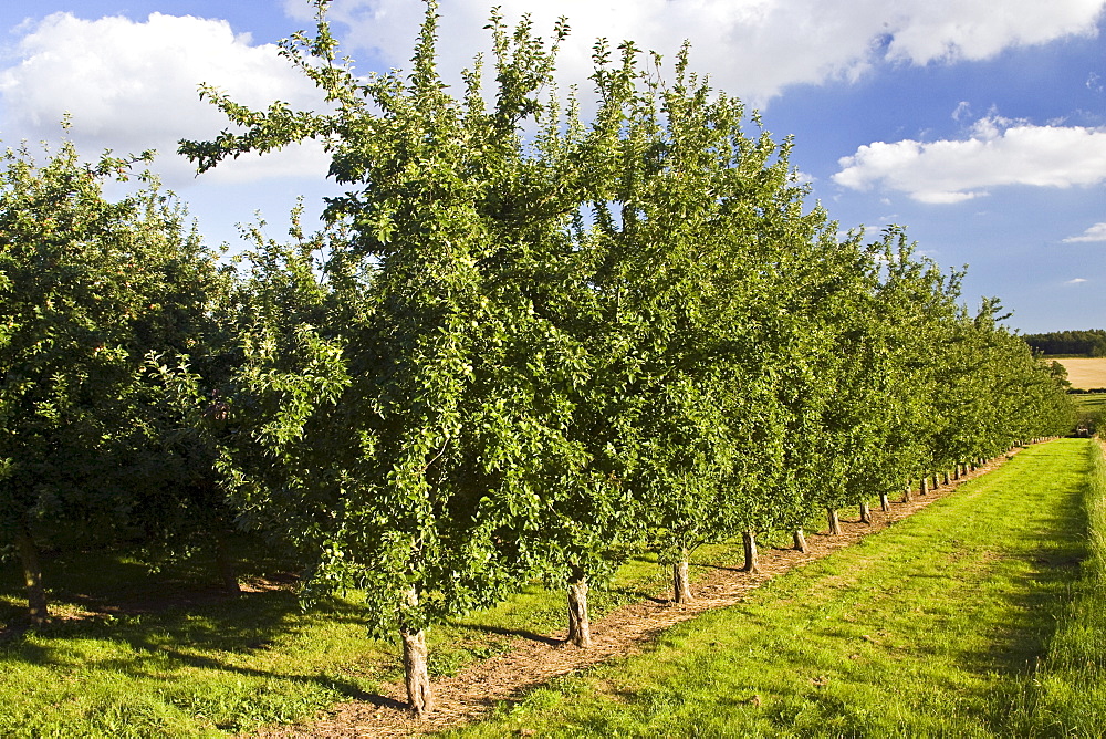 Apple orchard, Herefordshire, England, United Kingdom