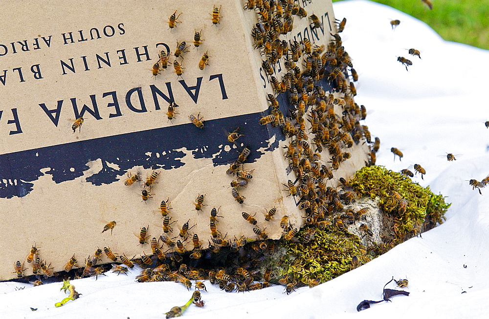 Trapping a swarm of honey bees in a cardboard box, the Cotswolds, UK