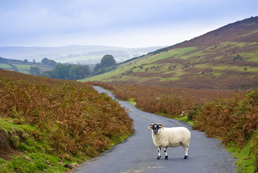 Blackfaced sheep in a country lane, Dartmoor, Devon,  United Kingdom