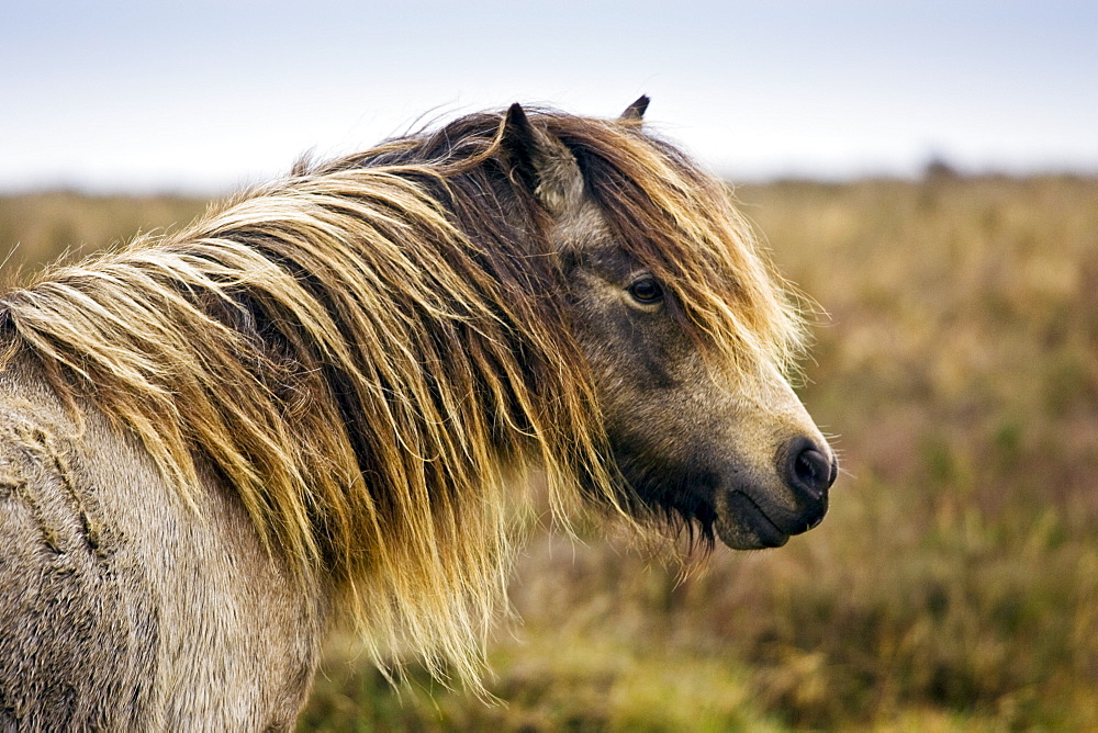 Pony grazing on the moor, Dartmoor, Devon,  United Kingdom