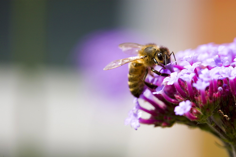 Honey bee gathering nectar from Verbena bonariensis flower in herbaceous border of country garden, UK