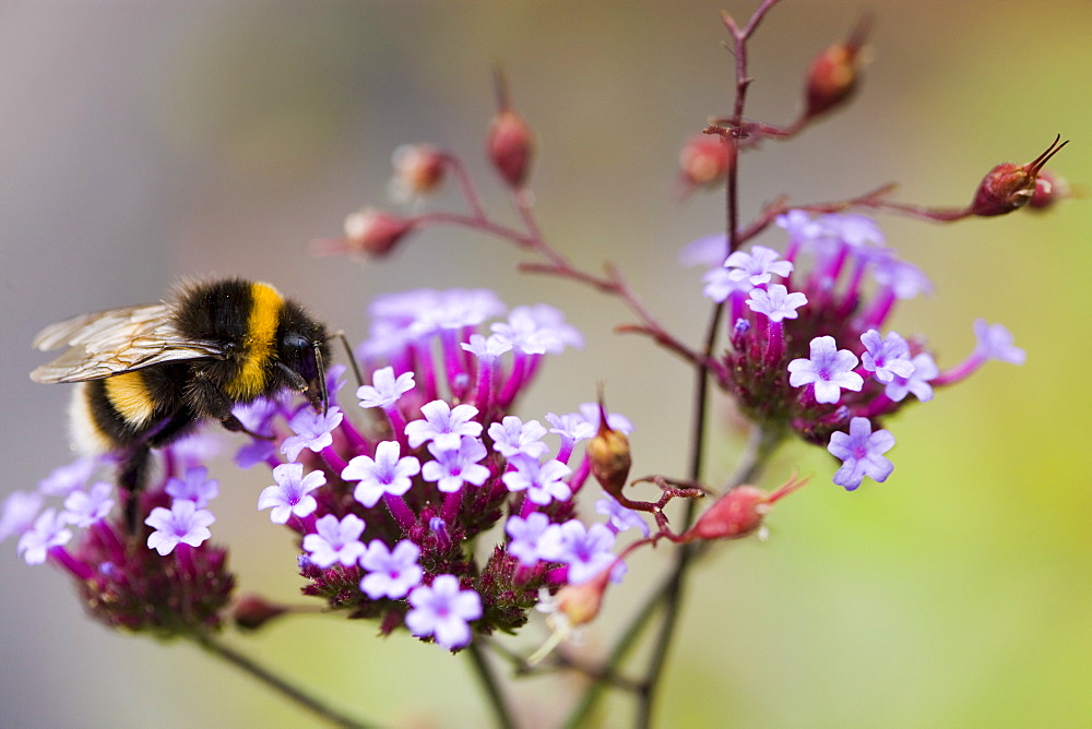 Bumble bee gathering nectar from Verbena bonariensis flower in herbaceous border of country garden, UK