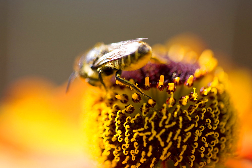 Honey bee gathering nectar and covered in pollen from Echinacea herbaceous border plant