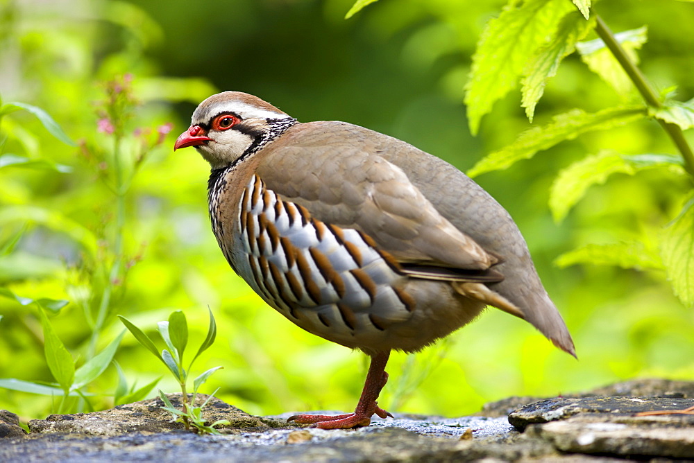 Red-legged French Partridge, UK