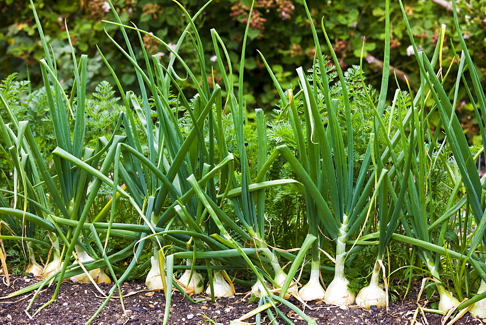 English onions vegetables, alliums, growing in kitchen garden, Sussex