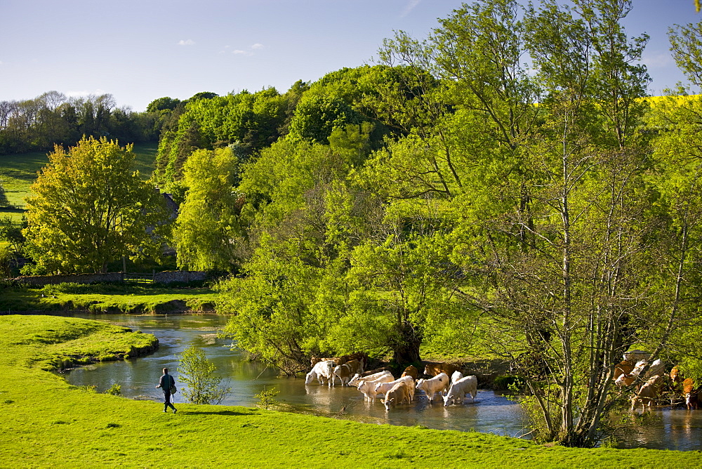 Fisherman walks past cows cooling off in River Windrush, The Cotswolds, Swinbrook, Oxfordshire, UK