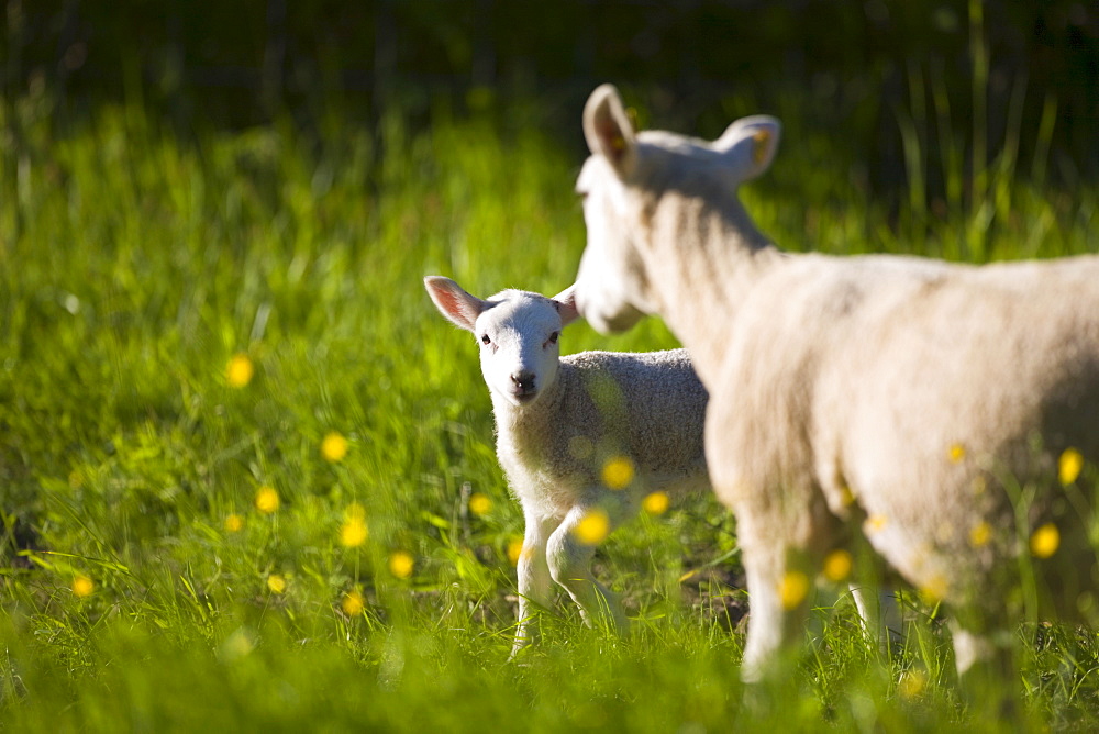 Sheep and lamb in buttercup meadow, Taynton, The Cotswolds, Oxfordshire