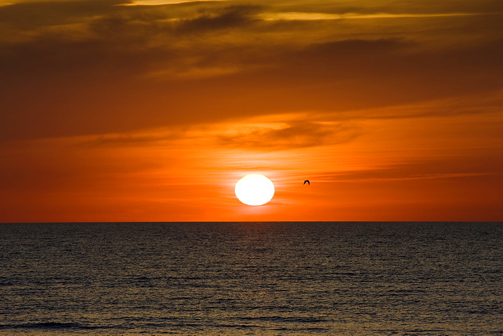 Lone bird flies at sunset over the Gulf of Mexico from Anna Maria Island, Florida, United States of America