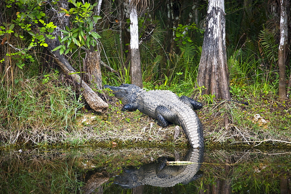 Alligator by Turner River, Everglades, Florida, USAAlligator in Turner River, Everglades, Florida, United States of America