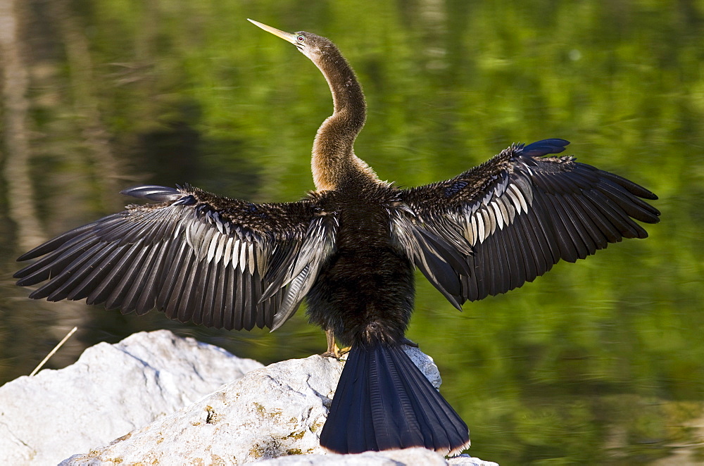 Anhinga snakebird darter, Anhinga anhinga, in the Everglades, Florida, United States of America