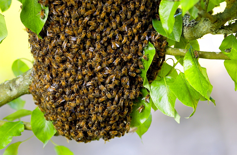 Honey bees swarming in a plum tree in the Cotswolds, UK