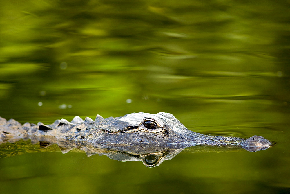 Alligator, and its reflection as a mirror image, in Turner River, Everglades, Florida, United States of America