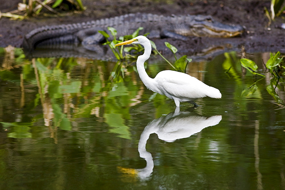 Alligator and Great White Egret at Big Cypress Bend, Fakahatchee Strand in the Everglades, Florida, USA