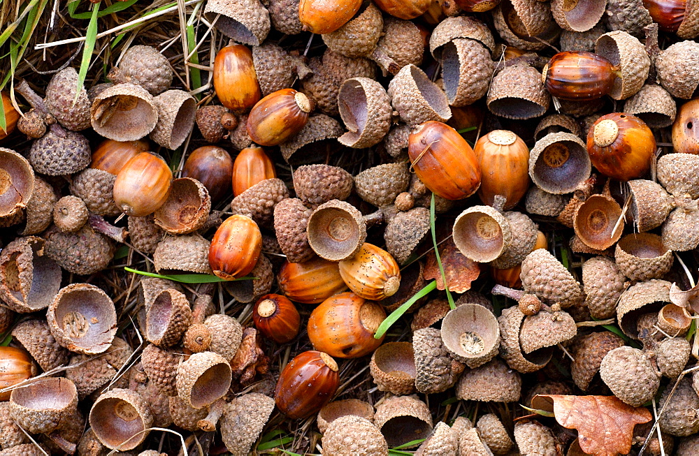 Acorns in a woodland setting during autumn in England