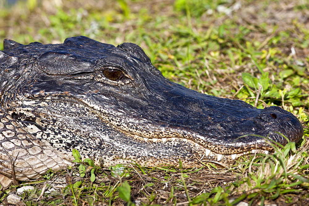 Alligator in The Everglades, Florida, United States of America