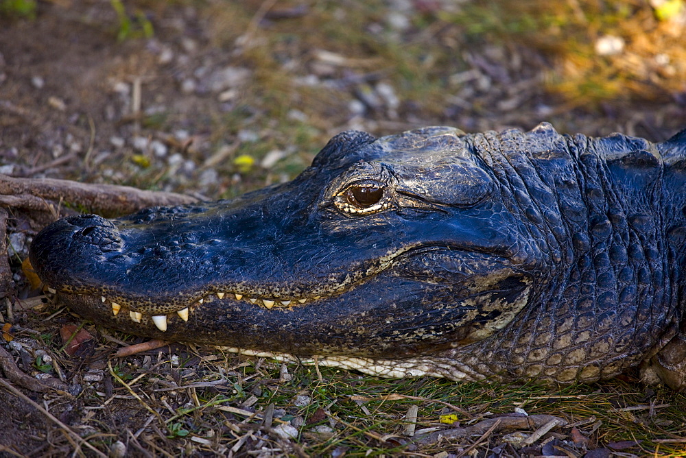 Alligator in The Everglades, Florida, USA