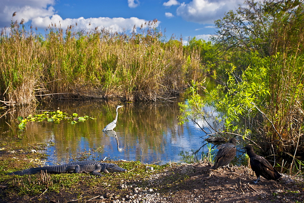 Typical Everglades scene Great Blue Heron, Alligator, Black vultures in a pond in The Everglades, Florida, USA