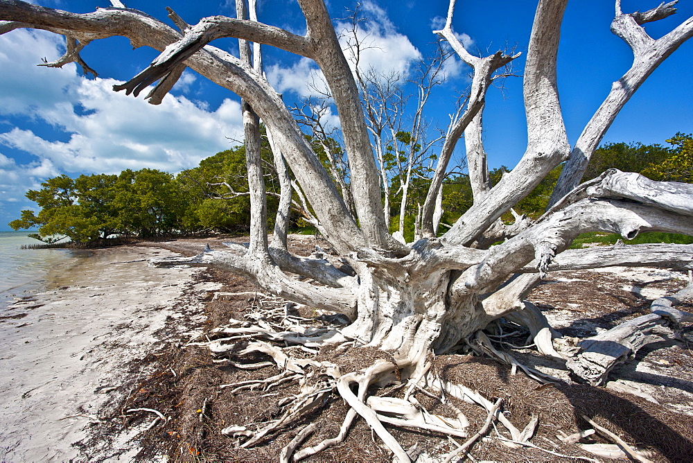 Dead sunbleached tree, Islamorada, Florida Keys, United States of America