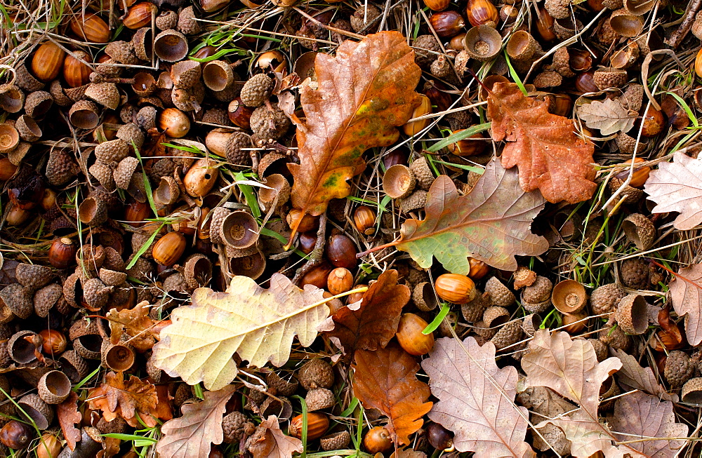 Oak leaves and acorns during autumn in England