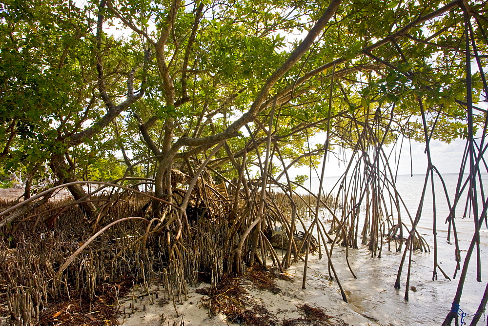 Mangrove forest, Islamorada, Florida Keys, United States of America