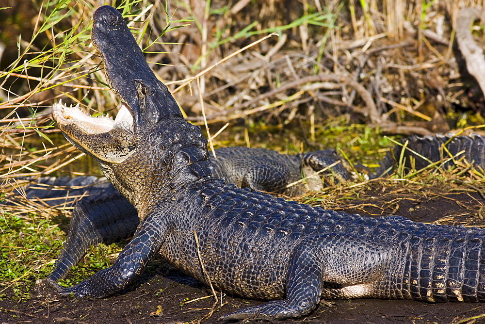 Alligator by Turner River, Everglades, Florida, USA