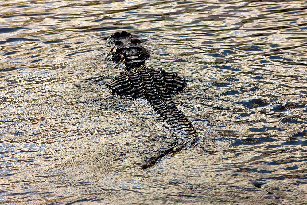 Alligator drifting along Turner River, Everglades, Florida, USA